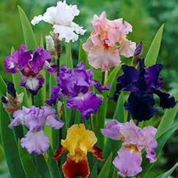 Perfect Cut Flowers